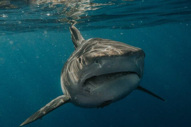 Ocean Safari Tour in Cabo San Lucas - Who This Cabo Ocean Safari Fits Best