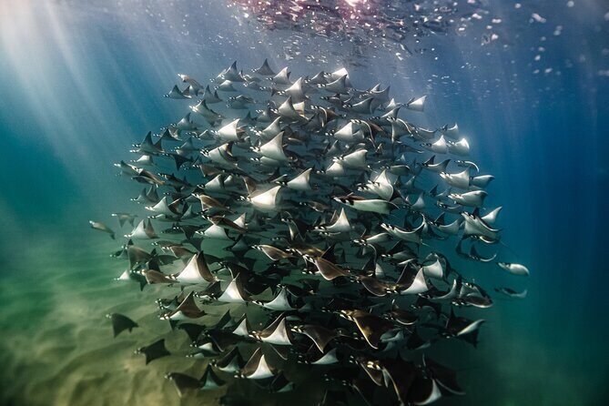 Open Ocean Safari and Whale Watching - Key highlights worth knowing before you go