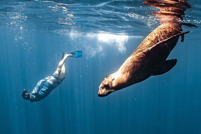 Open Ocean Safari and Whale Watching - Why this Cabo ocean safari feels different than a quick boat ride