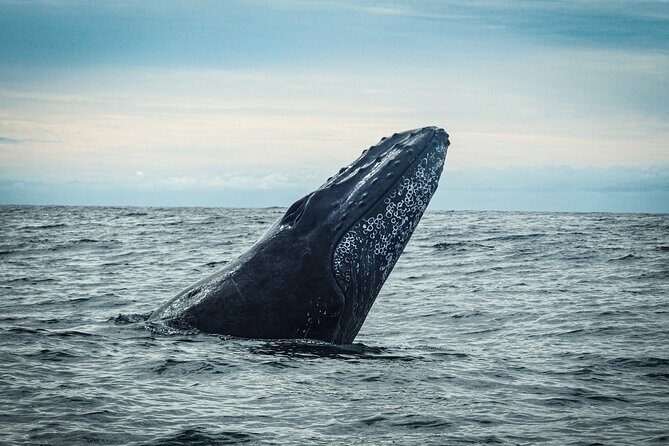 Open Ocean Safari and Whale Watching - Pelican Rock: a classic Cabo landmark tied to wildlife atmosphere