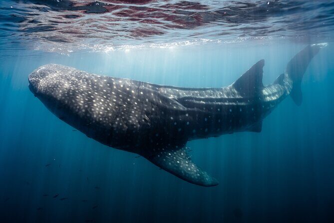 Open Ocean Safari and Whale Watching - Sea of Cortez open-water time: rays, dolphins, sharks, and possible whales