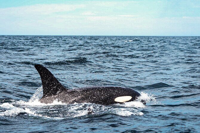 Open Ocean Safari and Whale Watching - Snorkeling on coral reefs: why the end stop matters