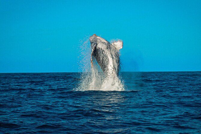 Open Ocean Safari and Whale Watching - Guides and the ethics factor: how this tour earns its high marks