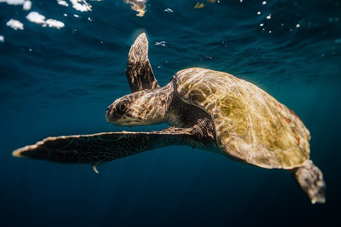 Open Ocean Safari and Whale Watching - Price check: what $215 includes, and what you should verify