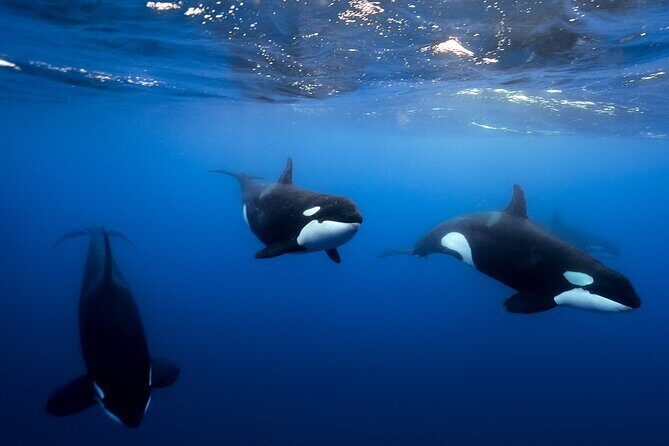 Open Ocean Safari and Whale Watching - Your day at sea: 9:00am start, about 4 hours, and a tight group