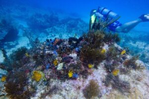 Open Water Certification Course-PADI - Day 1 at the Center: E-learning and Confined Water Skills