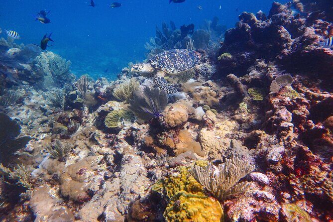 Open Water Certification Course-PADI - Instructors and Safety Style You Can Feel