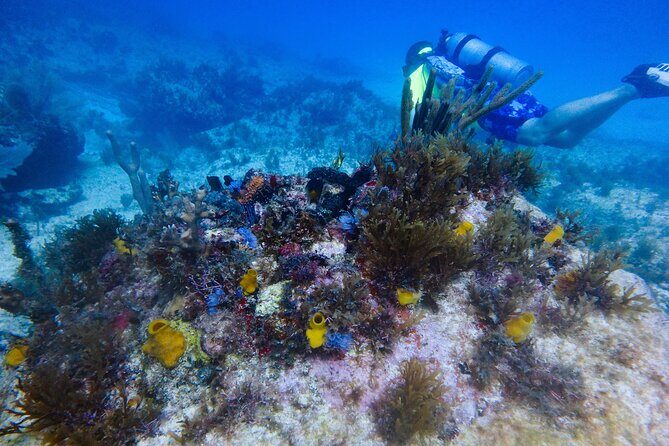 Open Water Certification Course-PADI - Day 1 at the Center: E-learning and Confined Water Skills