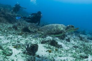 Open Water Course Cozumel - The “two days vs three days” decision: what it changes for you