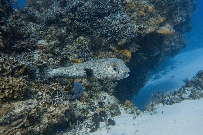 Open Water Course Cozumel - Price and value: is $600 fair for a 2–3 day Open Water program?