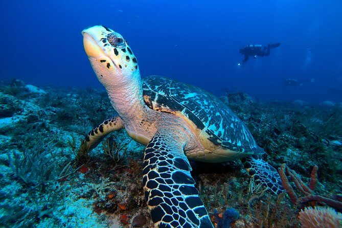 Open Water Diver course PADI including underwater video - Where Diversland Starts Your PADI Open Water Course in Playa del Carmen
