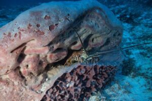 Open Water Diver course PADI including underwater video - Pool Sessions: The Fast Confidence Builder