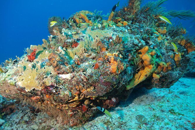 Open Water Diver course PADI including underwater video - Cenote Sessions: Cool Water, Clear Tasks