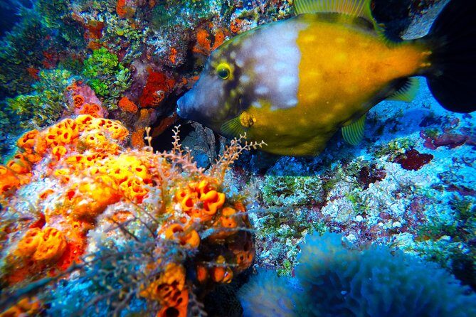 Open Water Diver course PADI including underwater video - Open-Water Sessions: Proving You Can Handle Real Conditions
