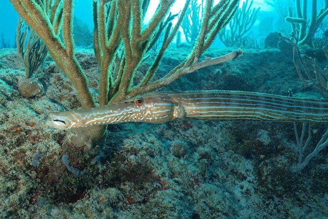 Open Water Diver course PADI including underwater video - Price and Value: Why $480 Can Be a Good Deal