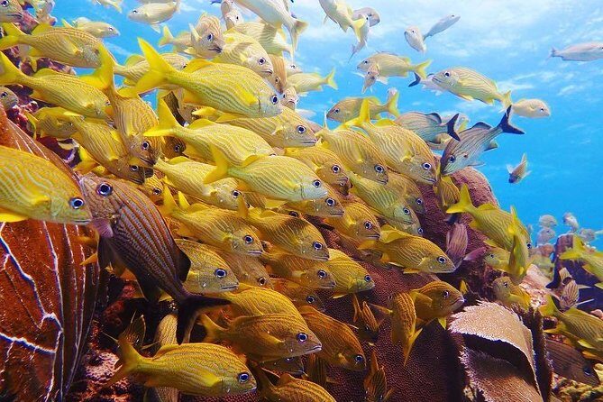 Open Water Diver course PADI including underwater video - Group Size and Instruction Style That Helps New Students