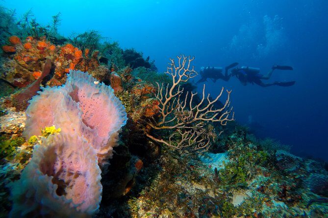 Open Water Diver course PADI including underwater video - Who Should Book This (And Who Should Pause First)