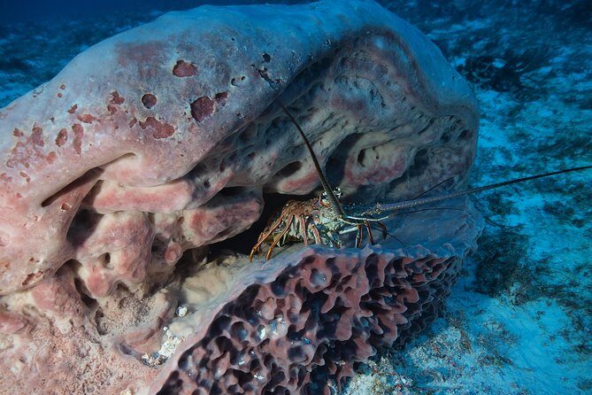 Open Water Diver course PADI including underwater video - Pool Sessions: The Fast Confidence Builder
