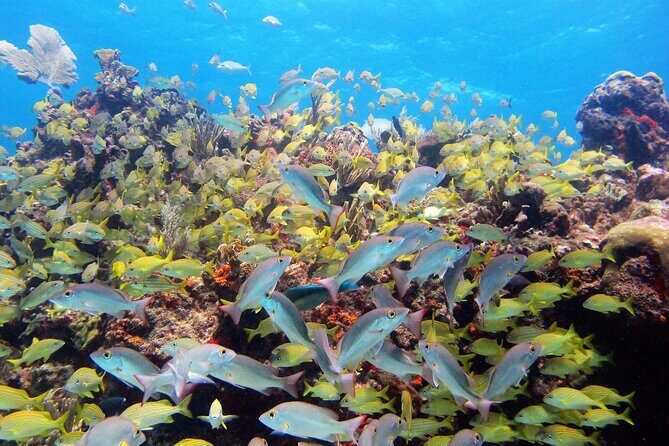 PADI Discover Scuba Diving for divers without certification - Safety briefing and small-group support that helps first-timers relax