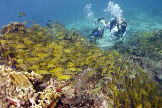 PADI Discover Scuba Diving for divers without certification - Should you book this PADI Discover Scuba session?