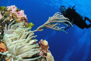 PADI Discover Scuba Diving in Playa del Carmen - Meeting at Hotel Riu Yucatán: timing, group size, and language