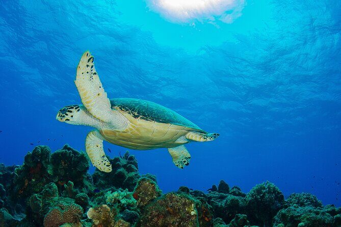 PADI Discover Scuba Diving Program in the Riviera Maya - From Theory to Reef Viewing in About Four Hours