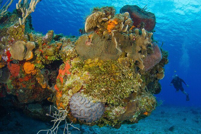 PADI Discover Scuba Diving Program in the Riviera Maya - Pool Skills First: How the Training Helps You Enjoy the Reef