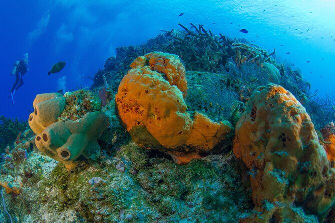 PADI Discover Scuba Diving Tour in Cozumel - Price and Value: What $207 Covers, and What Can Add On