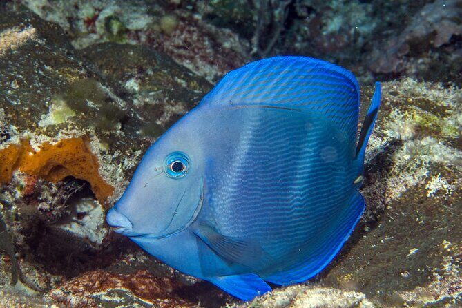 PADI Discover Scuba Diving Tour in Cozumel - The Experience Style: Instruction You Can Trust