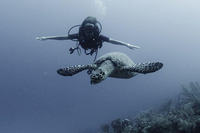 PADI Discover Scuba Diving - Price and Value: What $100 Gets You in Costa Maya