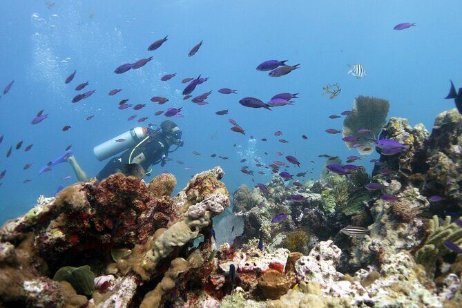 PADI Open Water Diver Course - Two Days on the Program: A Beginner-Friendly Learning Flow