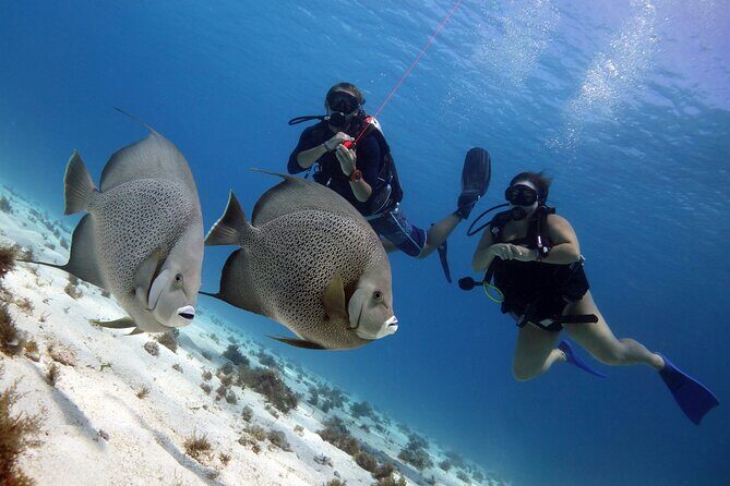 PADI Open Water Diver Course - The Meeting Point at 7:00 am: Plan Like a Pro