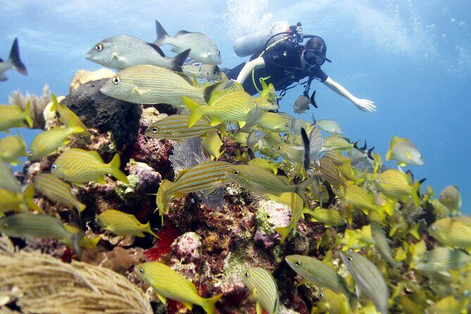 PADI Open Water Diver Course - Instructor Support: Why Javi’s Calm Teaching Gets Mentioned