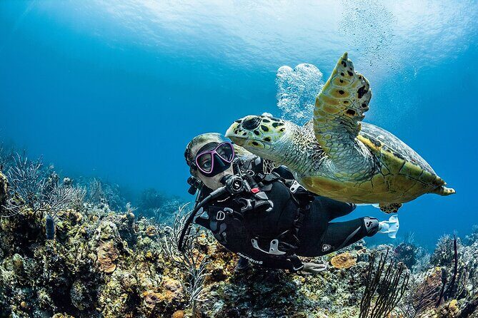 PADI Open Water Diver Course in Playa del Carmen - What the On-Site Training Actually Feels Like (Pool to Control)