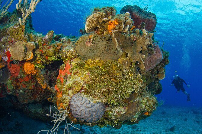 PADI Open Water Diver Course in the Riviera Maya - The course flow: digital manual, 5 pool sessions, and 4 guided boat outings