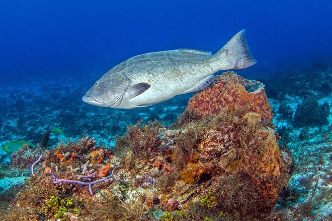 PADI Open Water Diver Course in the Riviera Maya - Cozumel reef training: coral-strewn marine park time (and real wildlife moments)