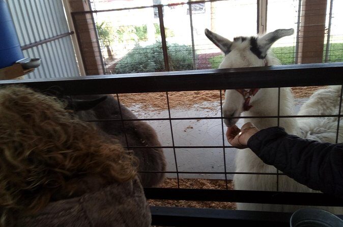 Pai Pai tour - Lemurs and Mini Pigs: The Smaller Encounters Kids Remember