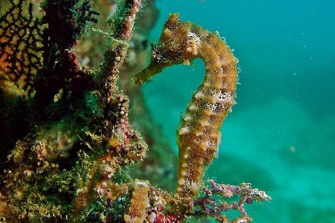Pelican Rock Snorkeling and Sightseeing Adventure - Price Reality Check: Is $57 Good Value?