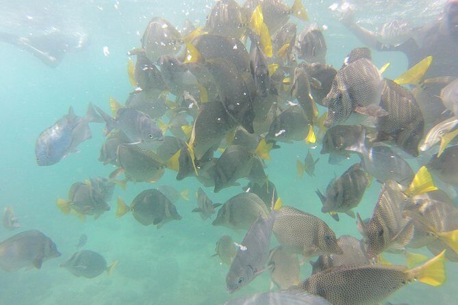 Pelican Rock Snorkeling and Sightseeing Adventure - Timing and Meeting Point: Finding the Office Without Losing Time