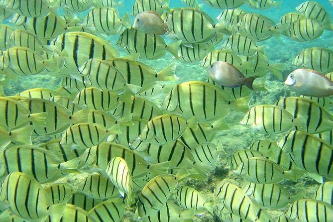 Pelican Rock Snorkeling and Sightseeing Adventure - Guide and Small-Group Energy: Why Max 10 Matters