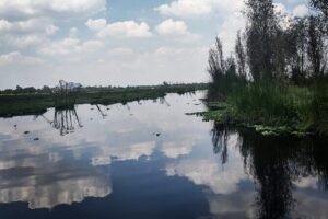 Pre-Hispanic Xochimilco, local food included and ajolotario. - Floating Gardens of Xochimilco: trajineras, chinampas, and lunch that actually feels local