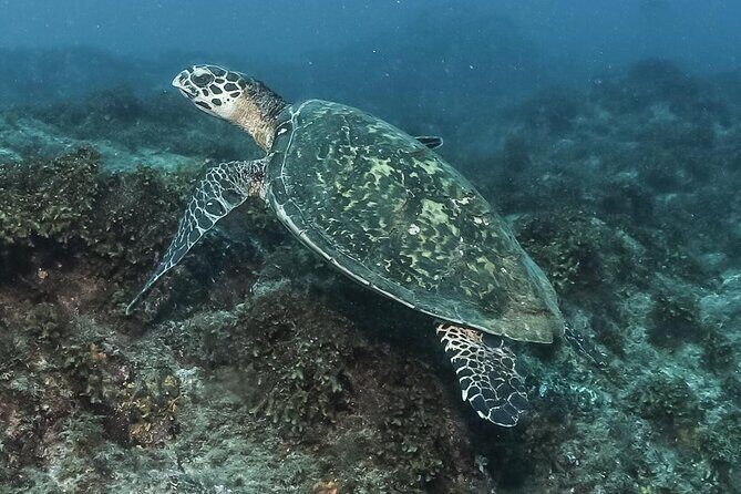 Private Beginner Scuba Diving Experience in Cabo San Lucas - Start at Plaza Nautica: what happens before you go in