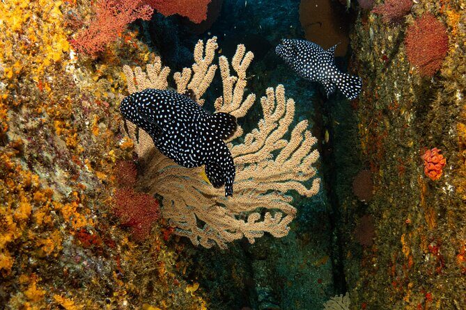 Private Beginner Scuba Diving Experience in Cabo San Lucas - The guide names you’ll likely remember