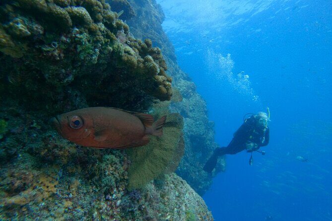 Private Beginner Scuba Diving Experience in Cabo San Lucas - Who this is best for (and who should think twice)