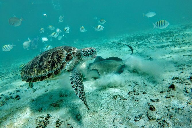 Private Cenote & Snorkeling Tour with Turtles in Akumal - Private transfers that keep your day stress-free in Tulum and Akumal