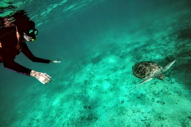 Private Cenote & Snorkeling Tour with Turtles in Akumal - Akumal Bay turtle time: how to spot sea turtles in warm Caribbean water