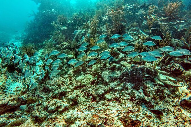 Private Cenote & Snorkeling Tour with Turtles in Akumal - Snorkeling gear, lunch, and fees: what’s actually included for $180