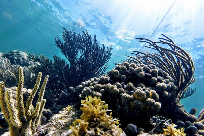 Private Cenote & Snorkeling Tour with Turtles in Akumal - Should you book this private cenote and turtle tour?