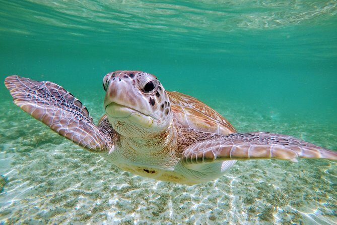 Private Cenote & Snorkeling Tour with Turtles in Akumal - FAQ