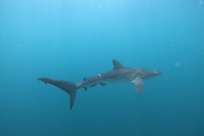Private Dive Boat for Certified Divers - Cabo San Lucas - What happens on the surface: Arch time and a real break